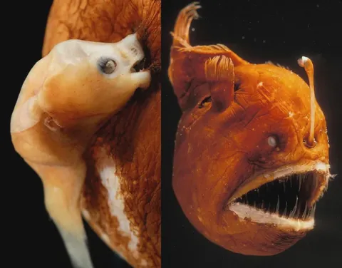 Male Anglerfish bites and fuses with a female for life while providing sperm