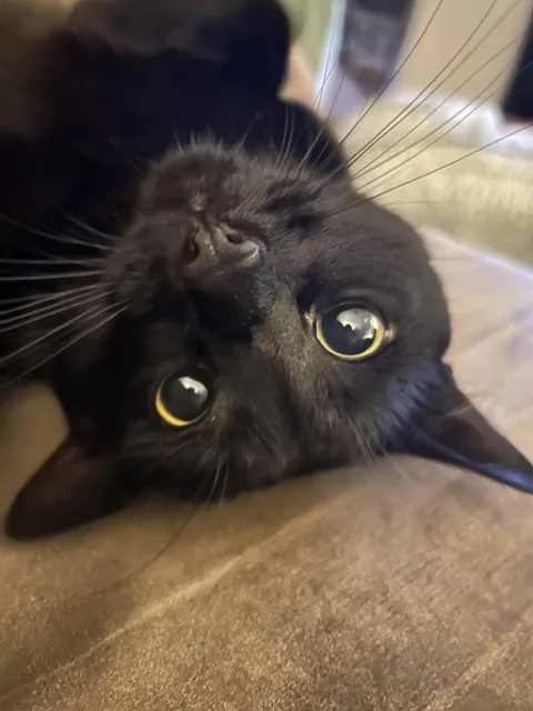 Salem looks sweet but is actually a vicious bunny-kicking fiend.