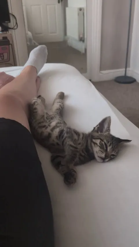 Is this "normal kitten rem sleeping"?