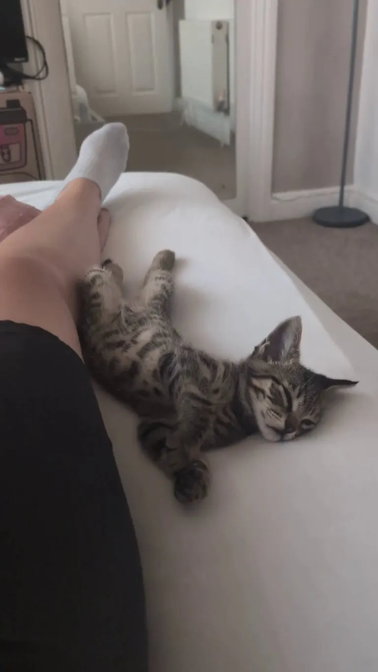 Is this "normal kitten rem sleeping"?