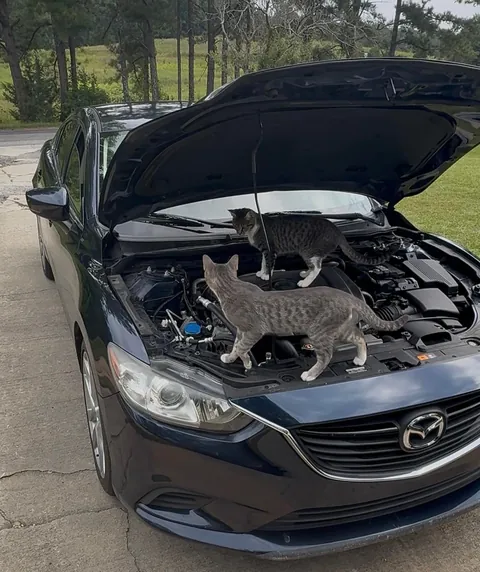 They came to check out the issue themselves 🙄🙄