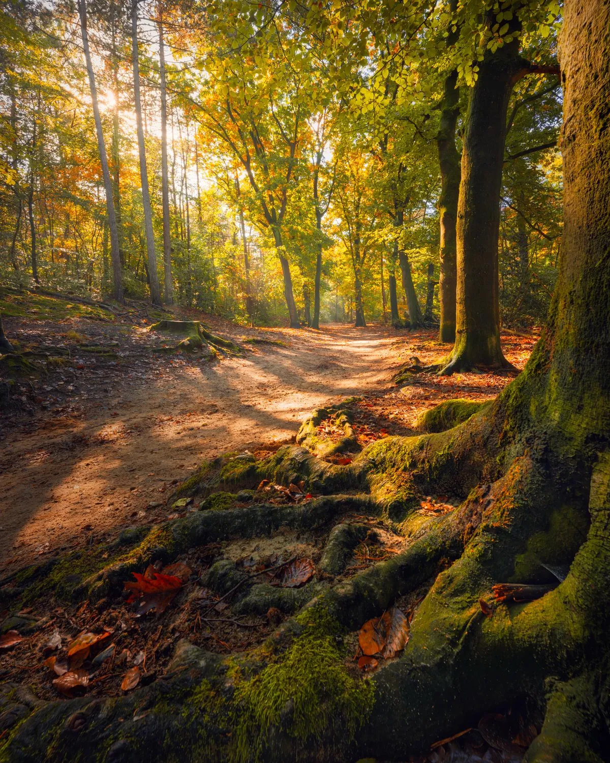 Golden path between the trees, Kaapse Bossen, Netherlands [OC][1440X1800]