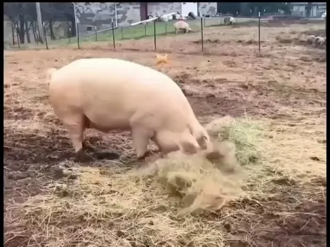 Loyal pig always makes sure his disabled brother is supplied with hay