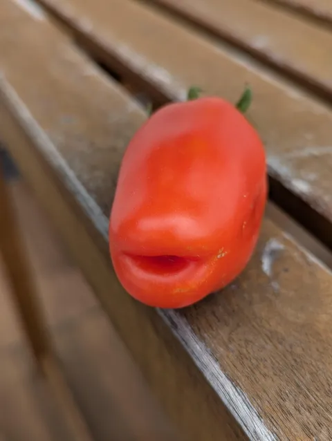 My tomato has plump lips