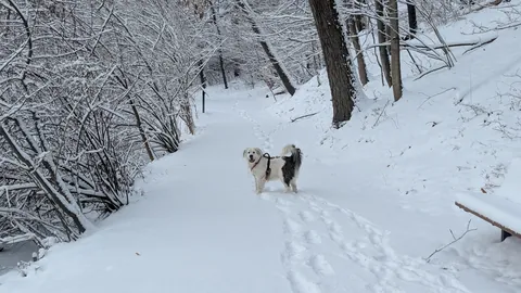 Great Pyranese x Mastiff