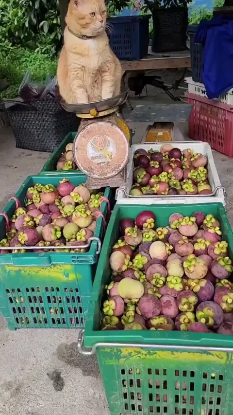 Mangosteen seller