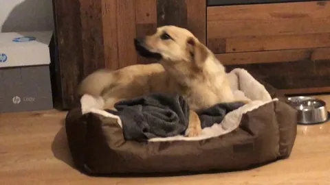 abandoned pup spent his youth on the streets, this was his first night home. he’s the bestest boy. ❤️