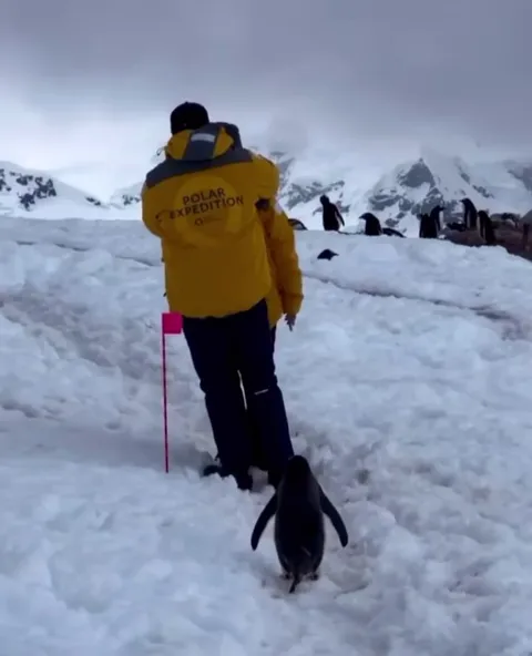 🔥 A Polite Penguin Patiently Waits for Humans to Move Out of the Way