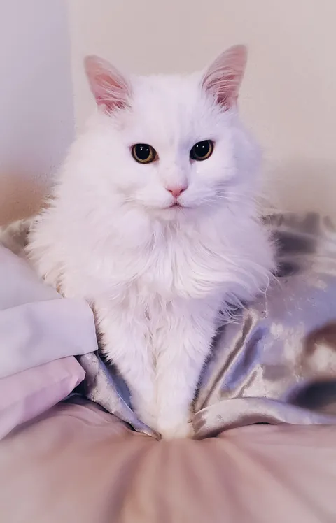 Marshmallow queen, living her best life at 19 years old.