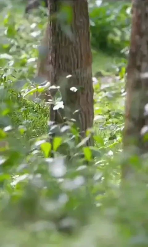 🔥 Dholes whistle to keep track of one another