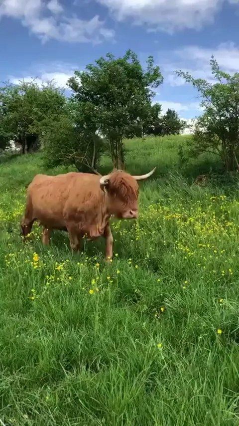 Highland cows are my favorite animals