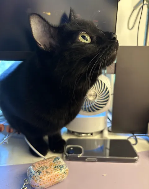 What I deal with when I work from home