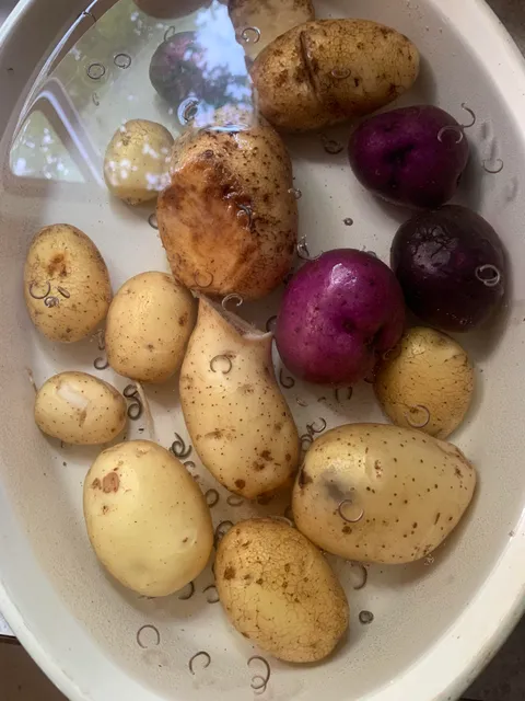 Potatoes and mysterious worms, conclusion to the overnight soak