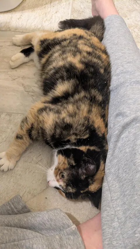 Stray girl has come SO FAR! From hiding to cuddling!