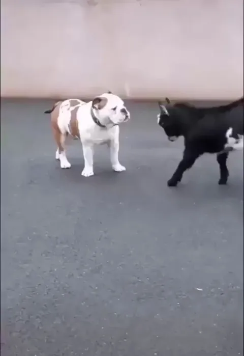 no you're supposed to run away in pain. i just headbutted you