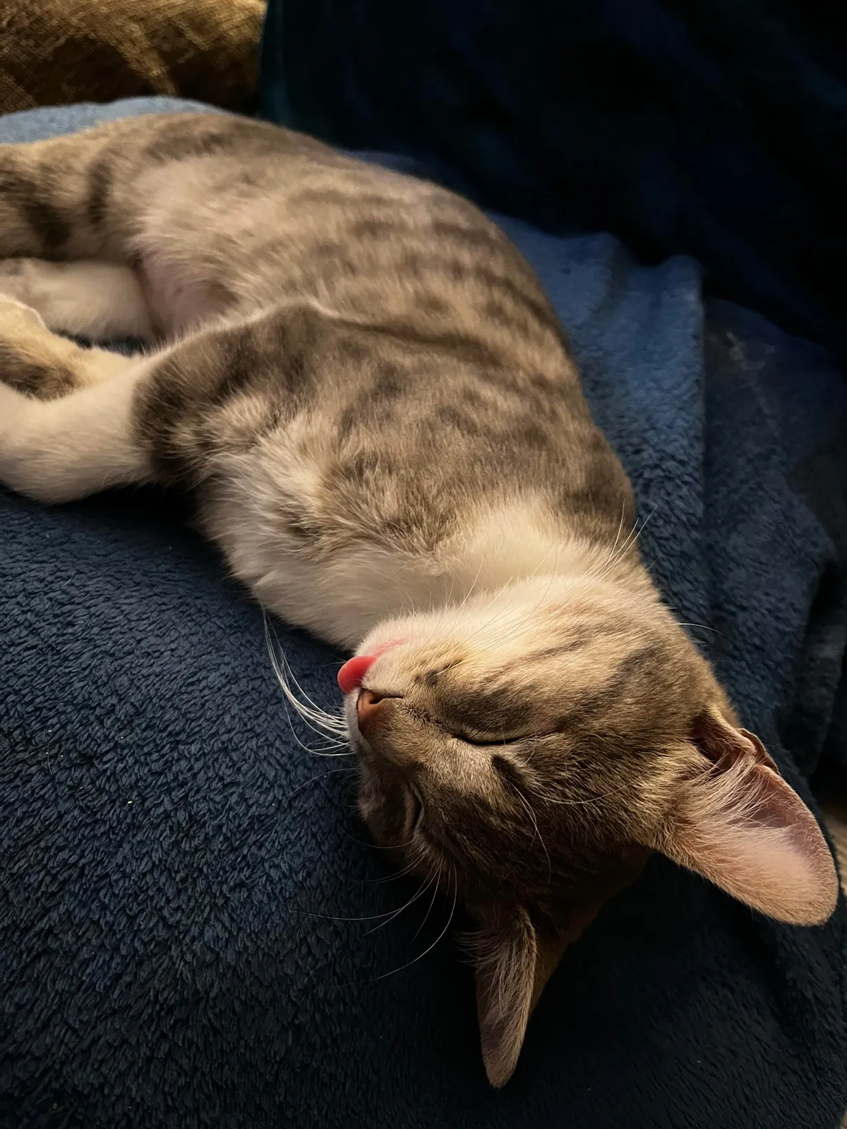 Our Vivaldi that we rescued two weeks ago, you’ll only find her with her eyes closed