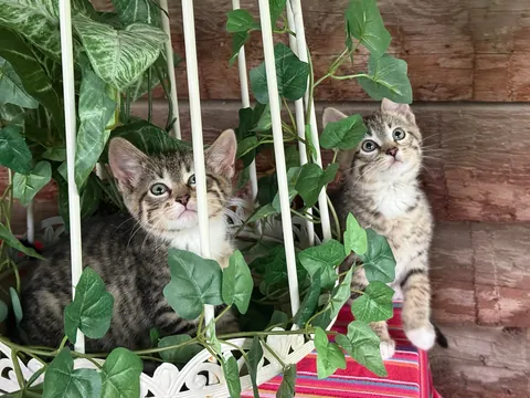 Meet the foster kittens