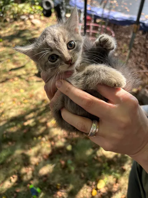 Trespasser found in my backyard!