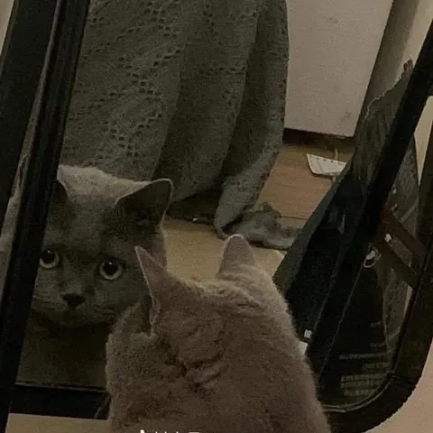 Practicing his scary look and felt embarrassed after realizing he’s being watched 😂