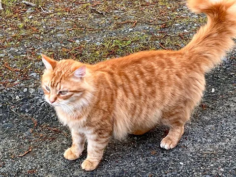 My cat died two years ago ago today it’s his birthday if u want please say happy birthday to him