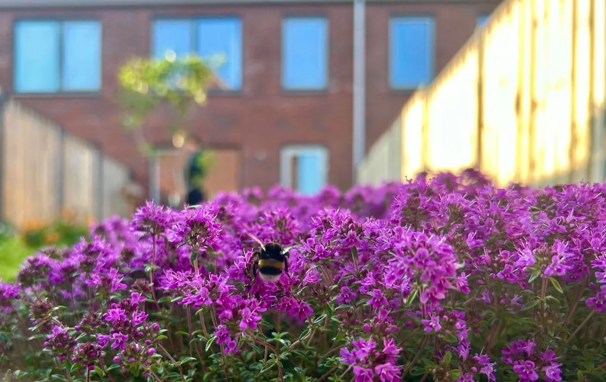 Our garden path transformation! Before &amp; after