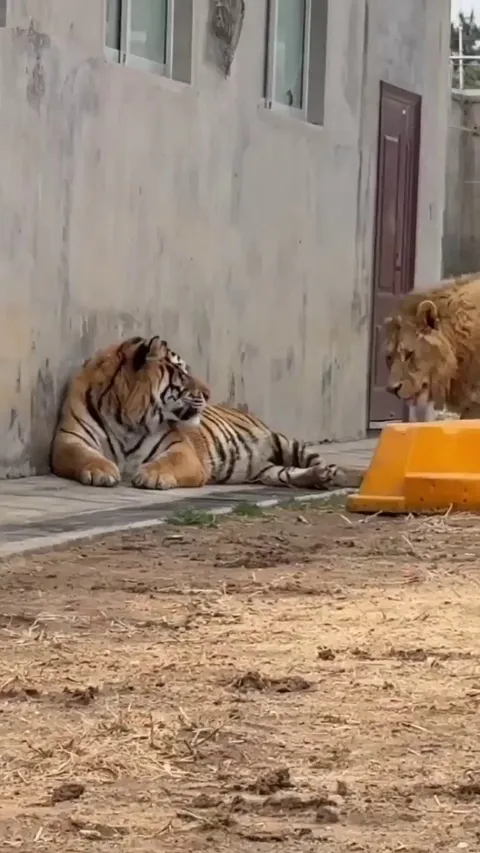 The tiger said, “I like my personal space,” and the lion replied, “I like it too!” 😑😁