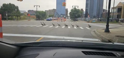 They waited for the light to turn red and crossed... AT THE CROSS WALK.  [OC]
