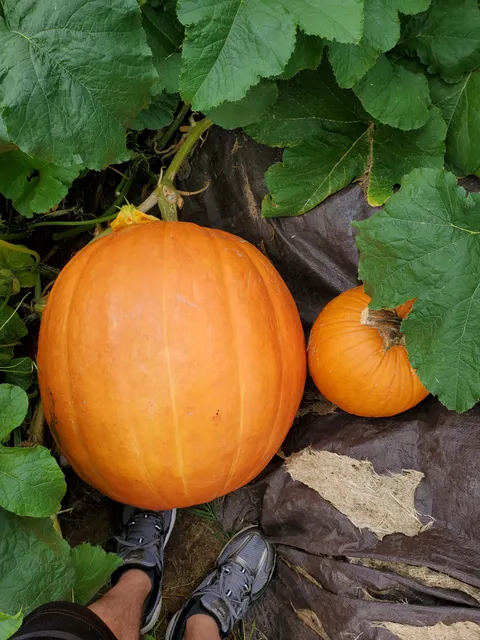 First year trying to grow a huge pumpkin