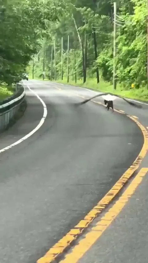 Bald eagle barely airlifting an opossum its own size