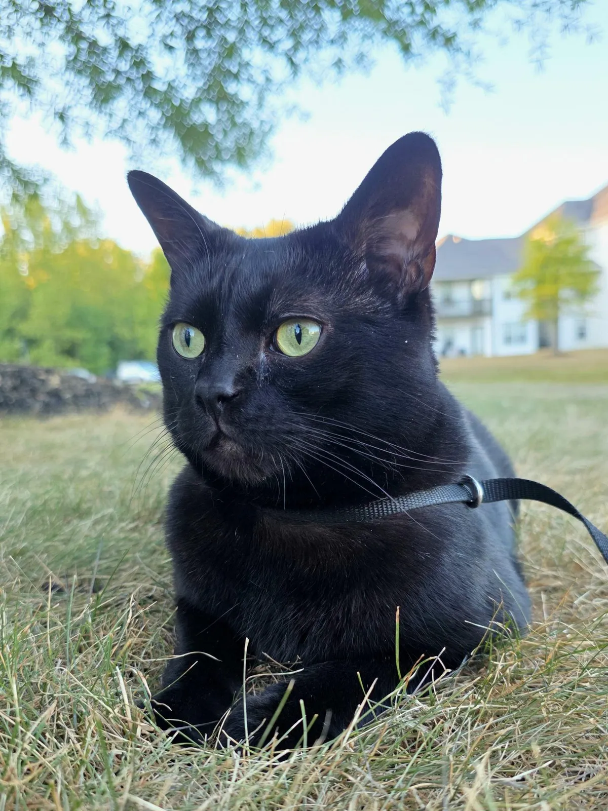 Let's see your handsome kitties!!!