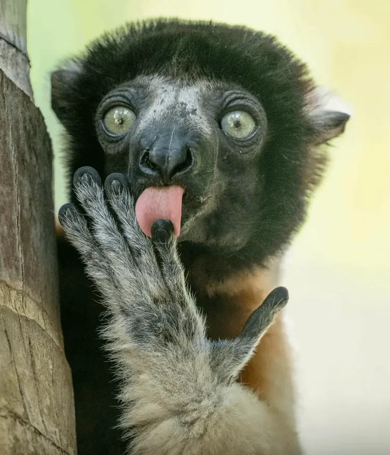 Nominees for comedy Wildlife Photo Of The Year