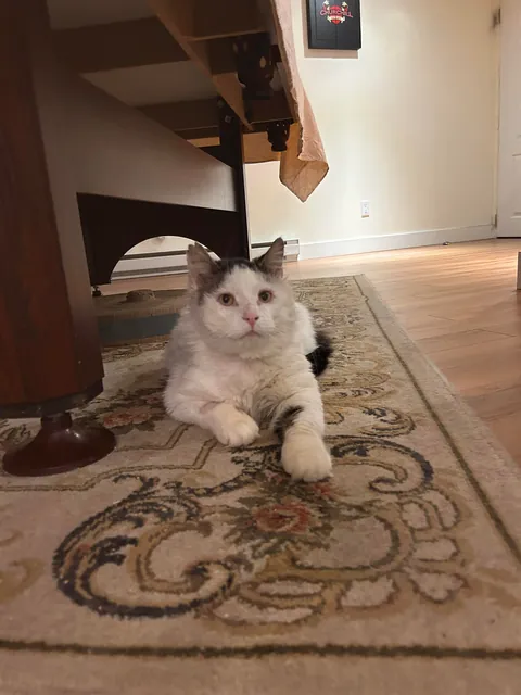 What a change 2 months can make- Foster Fail- read for a happy end 😻