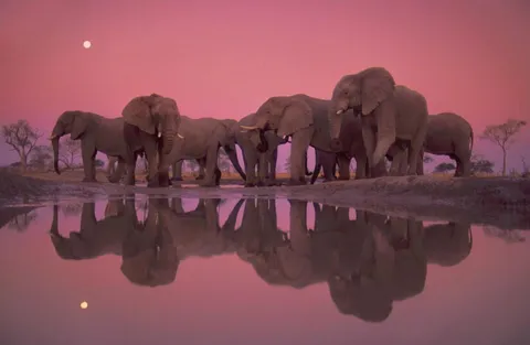 🔥 African elephants stand by a watering hole at twilight in Chobe National Park, Botswana (photo by Frans Lanting).