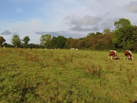 Rose and Willow grazing away from the rest of their herd. They do this every evening.