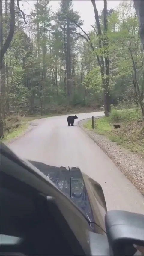 🔥 Black Bear making sure all her cubs cross the road safely 🔥