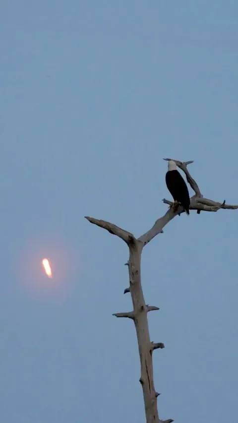 🔥 A bald eagle watching a Falcon 9 rocket launch