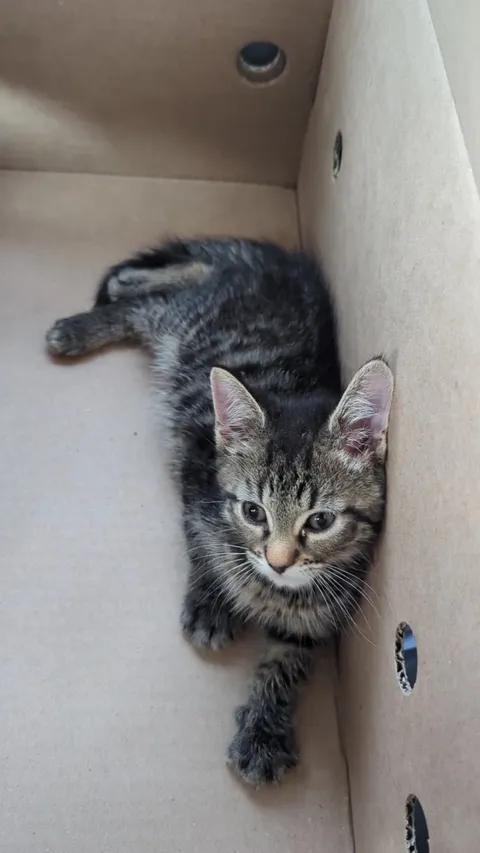 My boy when I first picked him up from the shelter. Why can't they stay this small forever?