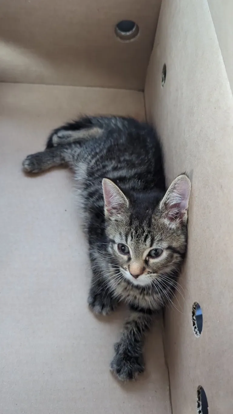 My boy when I first picked him up from the shelter. Why can't they stay this small forever?