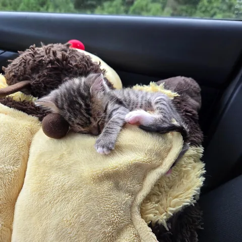 Photo dump of Chimney. The single kitten i found all alone.