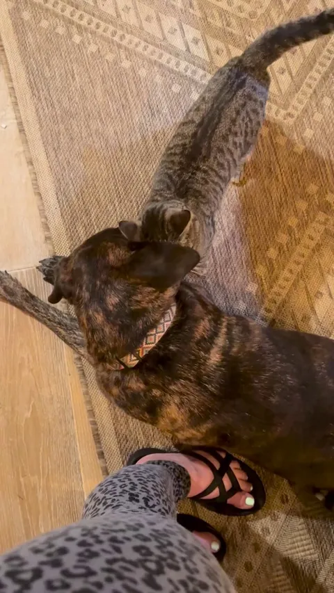 Shadow and Livia, the second street kitten he raised to be his sister, total bros