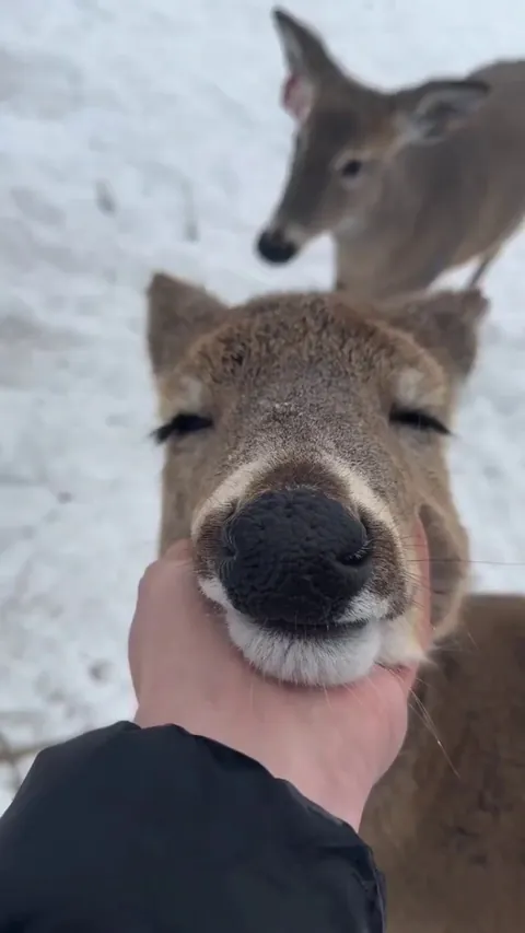 A deer enjoying scratches.