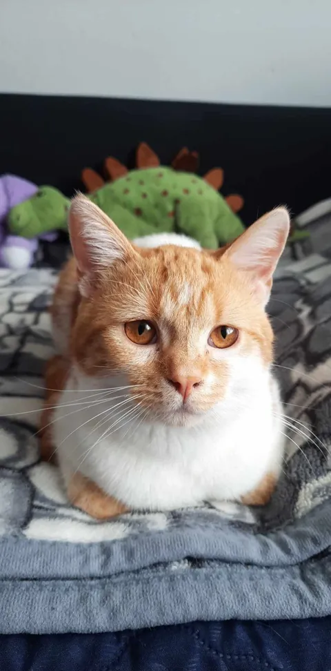 I found this little, dying fellow on the street. I’d never had a cat before, but I couldn’t just leave him there. So I took him with me — first home, then to the vet. And… it’s been almost two years since I got myself a loving, four-legged friend.