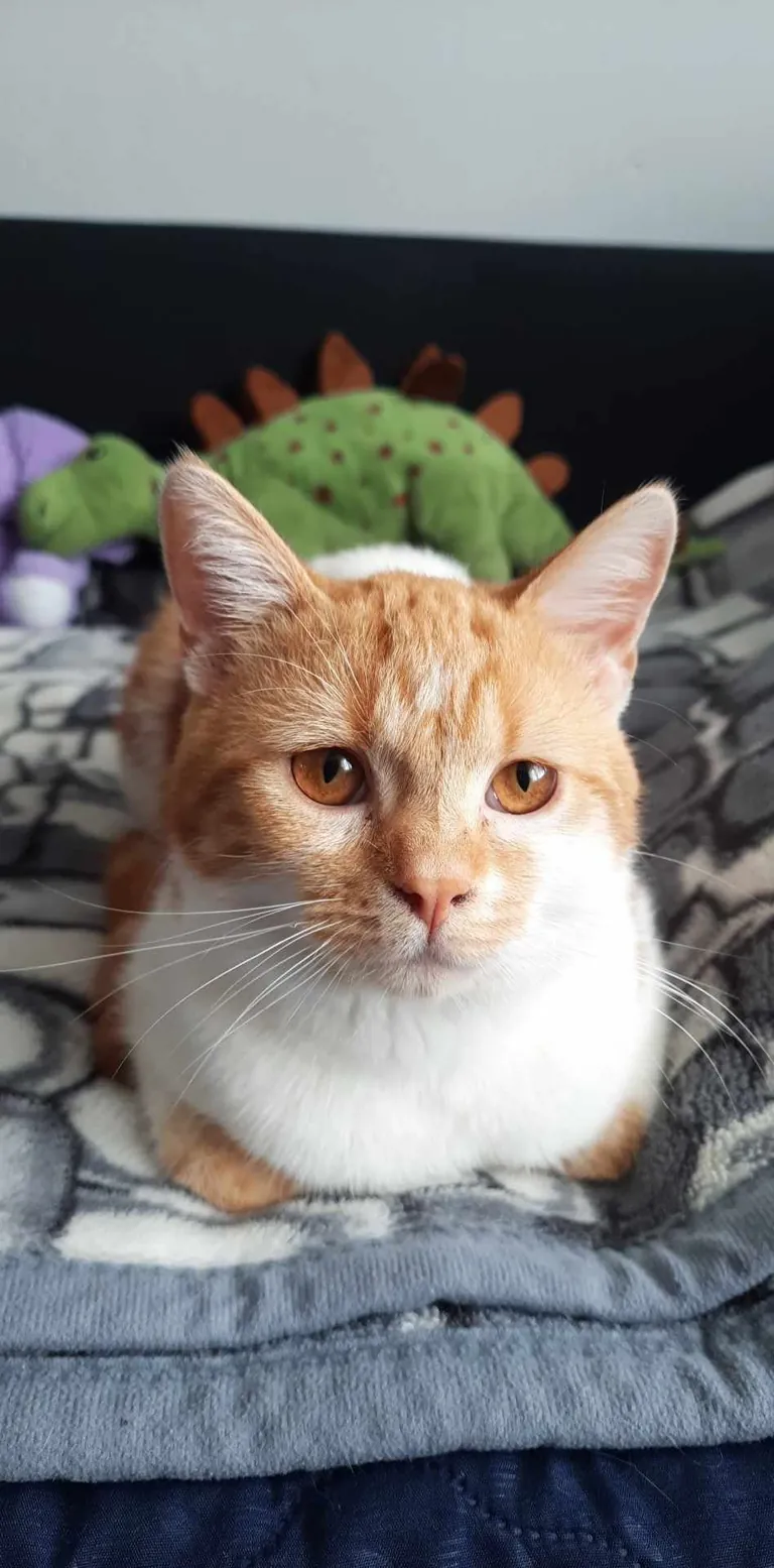 I found this little, dying fellow on the street. I’d never had a cat before, but I couldn’t just leave him there. So I took him with me — first home, then to the vet. And… it’s been almost two years since I got myself a loving, four-legged friend.