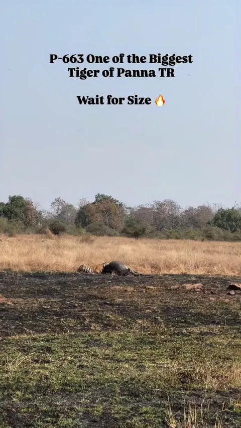 🔥 The sheer size of this Tiger as nears the vehicles. P-663 in his prime, from Panna National Park.