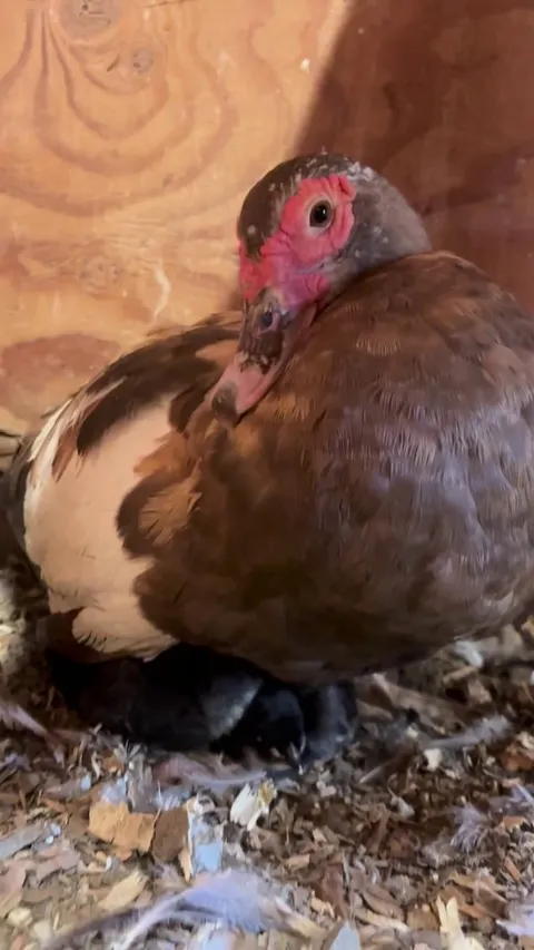 My duck brownie has stolen 3 chicks from my chicken. And they all aren’t mad about it 