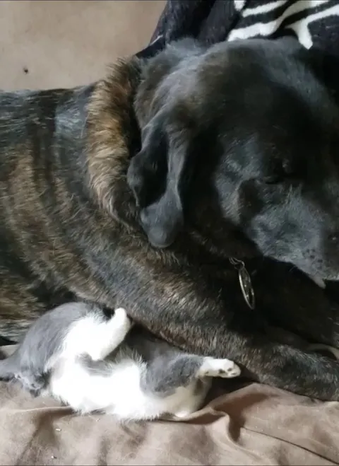 Caught the dog casually smothering our newest addition