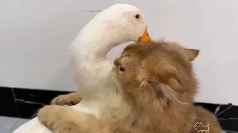 Cat helps duck with her little babies..🐈🐾🐣😍