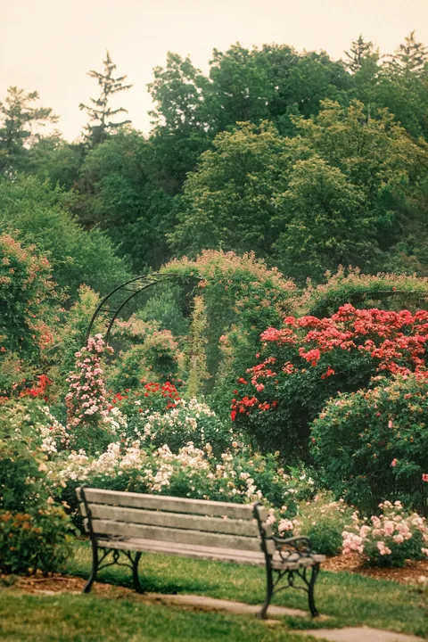 Rose Season in New England 🥀🌹