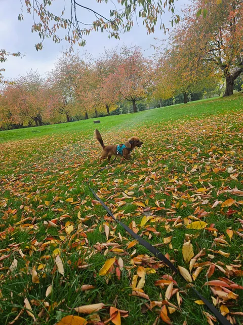 Kevin spent over an hour chasing leaves falling off the trees today.