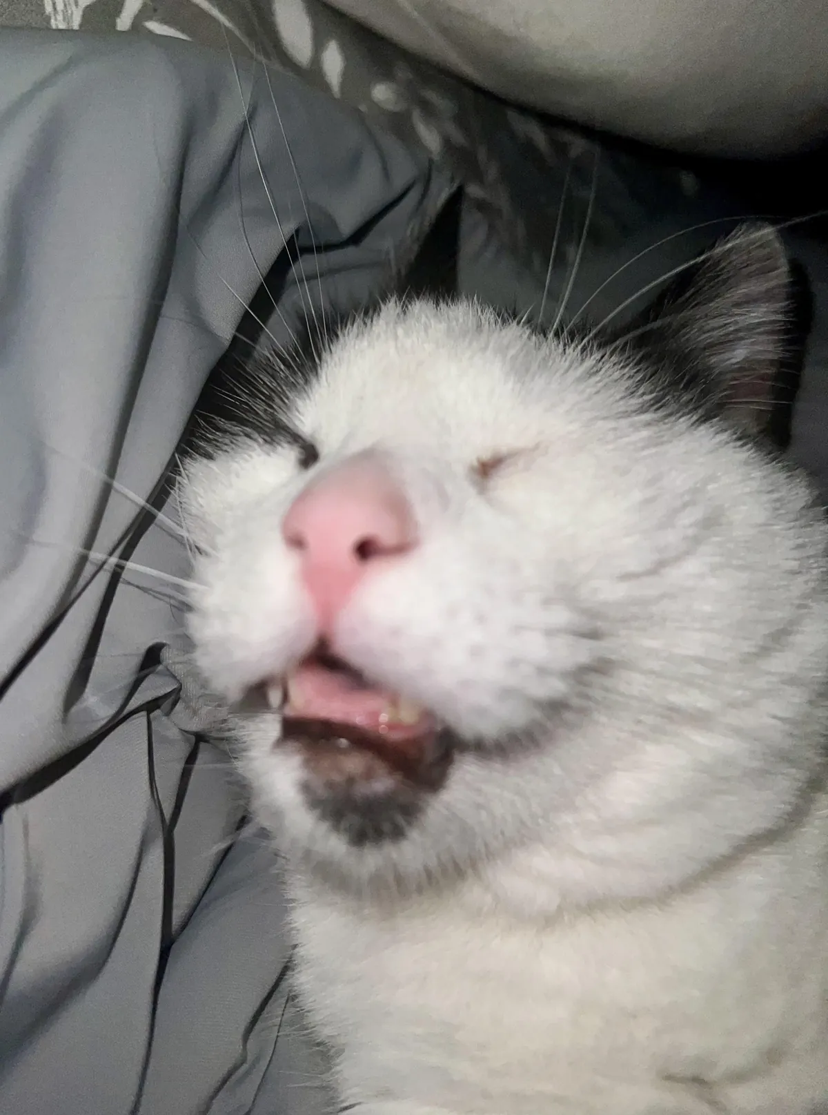 My mom asked me what “derp” meant, so I showed her this.. She looked at me completely serious and just said “I get it now”